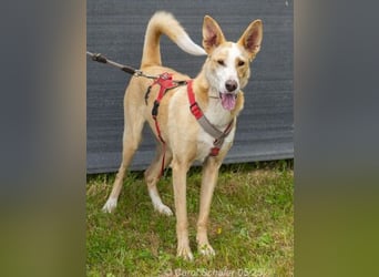 Lila ist eine zierliche Hundedame