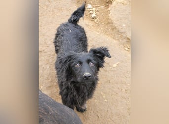 Kuschelkönigin CAPRI liebt die Nähe der Menschen sehr