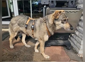 Nadja - fröhliche, aktive, liebe Schäferhund Mix Hündin / Pflegestelle in Remlingen