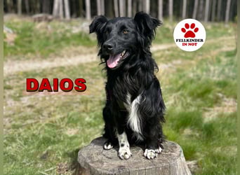 Hütehund Mischling Daios sucht eine liebe Familie