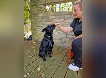 Herzenshund Csibi in Bochum sucht ein Zuhause