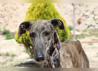 CORA-zarte Galgo-Seele auf der Suche nach einem liebevollen Zuhause