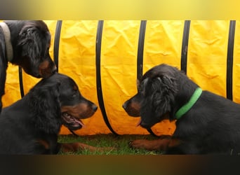 2 liebenswerte Gordon Setter aus Liebhaberzucht suchen Kuschelpartner