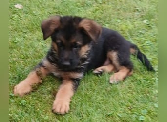 Schäferhund-Welpen 1 Rüde, 8 Hündinnen zu verkaufen