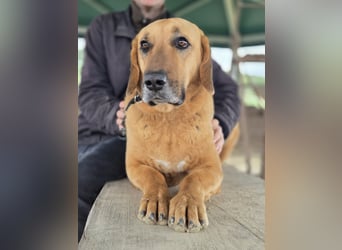 großer Herzenshund Bailey sucht noch seine Menschen