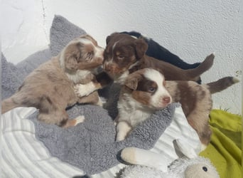 Hübsche Aussie Welpen