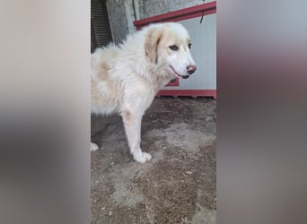 HSH-Hündin sucht Zuhause