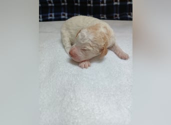 Welpen Lagotto Romagnolo