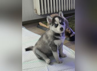 Zauberhafte Pomsky Welpen in echter Minihusky-Optik