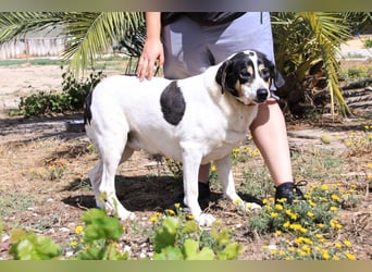 Nuno, Mix Labrador / Rafeiro Alentejano, lieb und sozial
