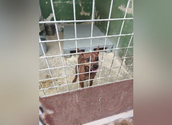 Lando - anfangs schüchterner, freundlicher und lieber Rüde / z.Zt. noch in Spanien