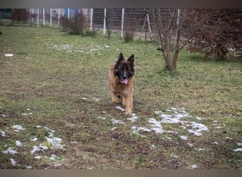 NERJA - die aufgeschlossene und freundliche Schäferhund-Mix-Dame sucht ihr eigenes liebes Zuhause