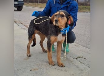 MIA - fantastische Hundedame auf Pflegestelle!