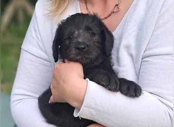 Labradoodle Welpen