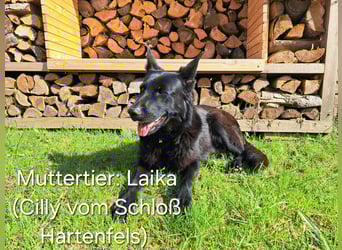 DSH Deutscher Schäferhund - Welpen lackschwarz