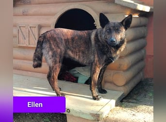 süße Ellen wünscht sich ihr Zuhause für immer