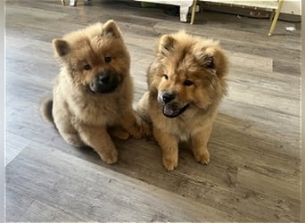 Chow Chow Welpen