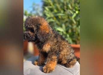 Cavapoo welpen