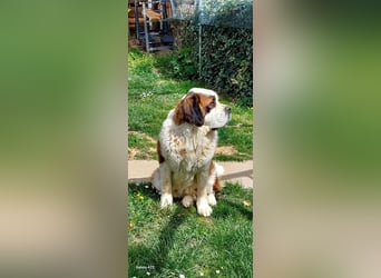 Mira sucht eine neue Familie…freundlich und aktiv