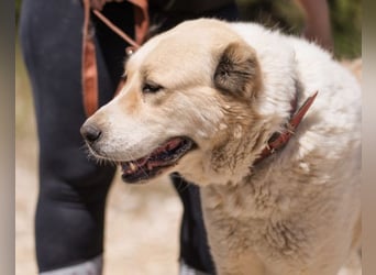 Jack ❤️ sichere Heimat gesucht!