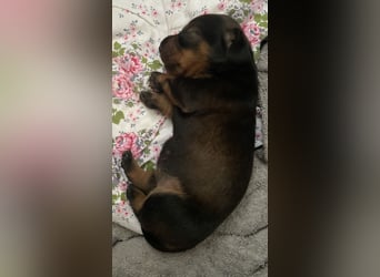 Dackel, Kurzhaar, rot / schwarz / braun