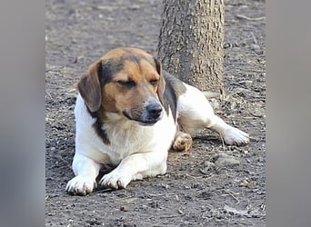 Bea - freundliche, aktive, anhängliche Beagle Mix Hündin / z.Zt. noch in Rumänien
