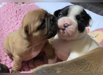 Bullys aus kontrollierter VDH-Zucht
