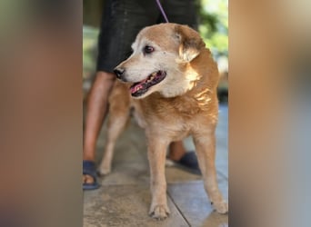Dringend „Gnadenplatz“ für Senior SINO gesucht