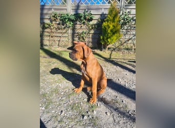 Wunderschöne Boxerwelpen!