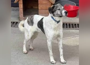 Shorty - anfangs schüchterner, lieber und verschmuster Rüde / zur Zeit noch in Rumänien