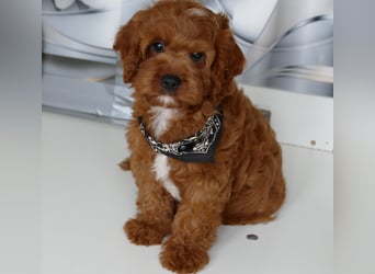 Wunderschöne Cavapoo Welpen F1 (Toypudel/Zwergpudel + Cavalier King Charles Spaniel) mit Ahnentafel