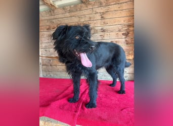 Bogi, Schnauzer-Mix, Hündin, geb. am 01.12.2023, 50 cm, 18,5 kg