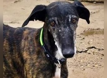 Hamu, RESERVIERT Galgo Rüde mit ruhigem zugewandten Gemüt