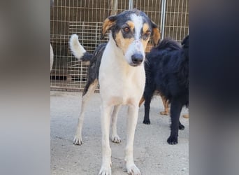 Dino ❤️ aufgeweckter, lieber Traumhund