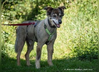 Arlo ist ein bezaubernder, älterer Rüde
