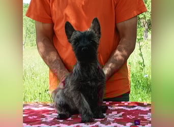 Cairn terrier puppies