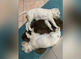 Weiße Zwergschnauzer Welpen nicht haarend reinrassig