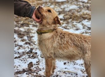 Livi- bezaubernde Hundedame auf der Suche nach einer Familie