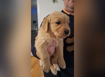 Golden Retriever Welpen