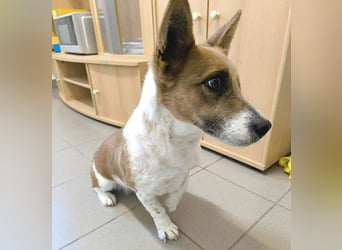 liebenswertes Einauge SZISZI - 7 Jahre, 35cm - Jack Russell-Mix