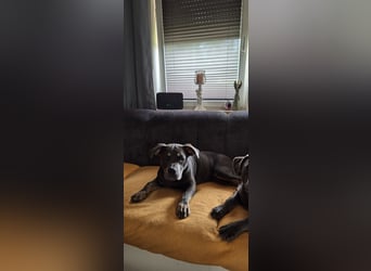 Süße Labradorwalmaraner/ American bully (pocket) Mix