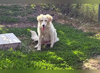 BUBBLES - Hunde-Teenagerin auf Familiensuche!