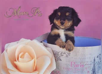 Miniature Australian Shepherd/Mini Aussie Welpen