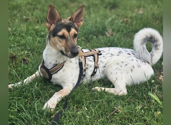 Welpendame CHANEL (auf Pflegestelle in 90453 Nürnberg) sucht ihr Zuhause!