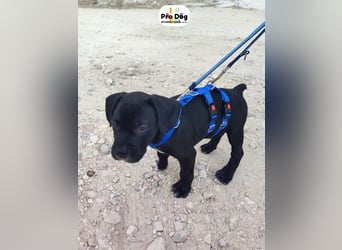 Hundebaby Sharik