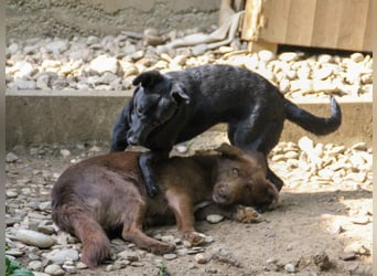 Kuckuck, zauberhafte FIONA sucht liebevolle Familie