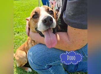 Dodo ein sehr lieber Bub