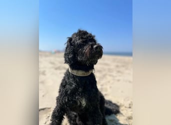 Portugiesische Wasserhund-Welpen aus der Welpenkrippe®