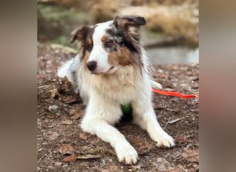 Alfred - ein besonderer Hund sucht seinen speziellen Menschen - Tierhilfe Franken e.V.