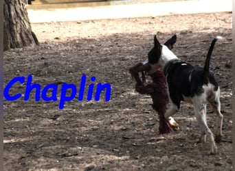 Chaplin geb. 04/2024 (ESP) - charmanter, verspielter und geselliger Bodeguero-Podenco-Mix!